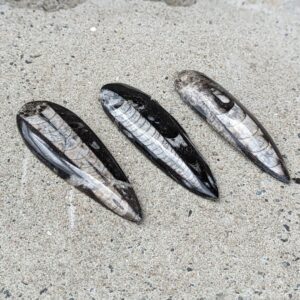 Mellem Polerede Orthoceras