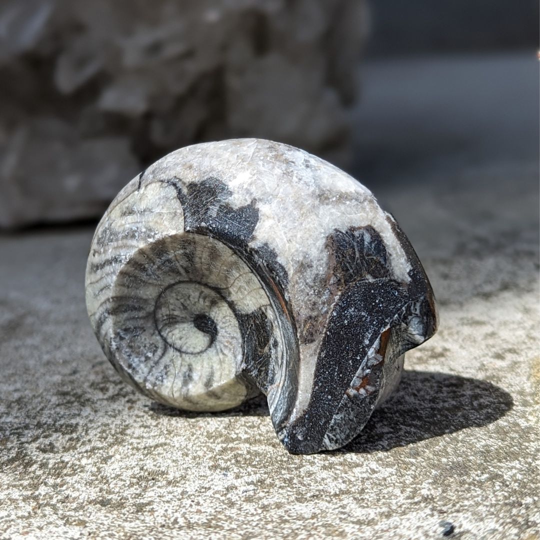 Små Polerede Ammonitter