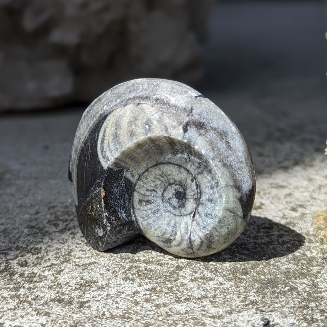 Små Polerede Ammonitter