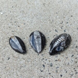 Små Polerede Orthoceras