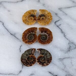 Små Poleret Ammonitter sæt