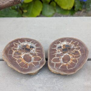 Små poleret septarie sæt