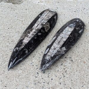 Store Polerede Orthoceras