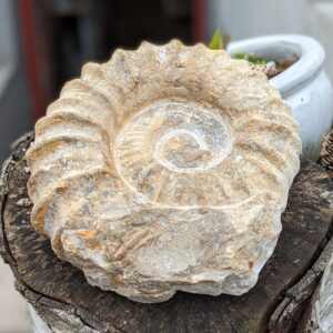 Store Rå Ammonitter