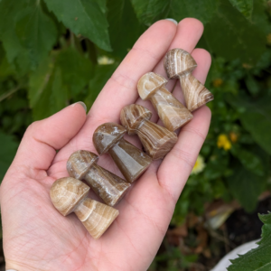 chokolade calcir svamper