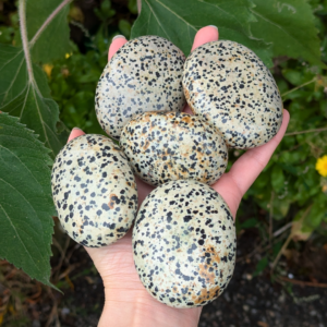 dalmatiner jaspis hånd sten